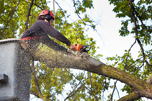 Best Tree Removal Contractors  in USA